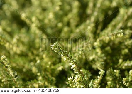 Darley Dale Heath - Latin Name - Erica * Darleyensis