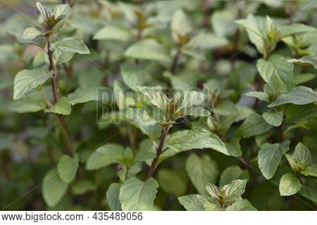 Chocolate Mint Leaves - Latin Name - Mentha X Piperita F. Citrata Chocolate