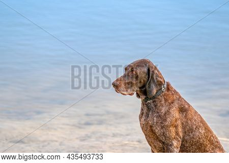 Detailed Headshot Of A German Shorthaired Pointer, Gsp Dog Sitting On The Beach Of A Lake During A S