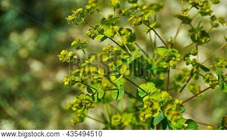 Euphorbia Zhiguliensis, Prokh Shot Against The Sun. Narrow Focus, Close-up. Plants And Lichens Of Ru