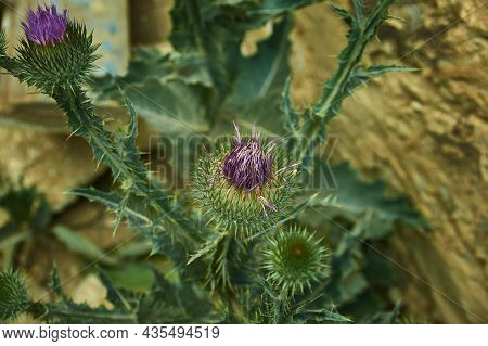 Carduus Crispus Among Flowering Plants In The Aster Family, Asteraceae, And The Tribe Cynareae