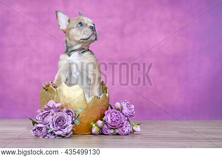 Beautiful French Bulldog Dog Puppy Hatching Out Of Golden Egg Shell Next To Roses In Front Of Pink B