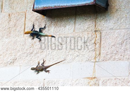 Colorful Agama Lizards Climbing A Wall At Beach