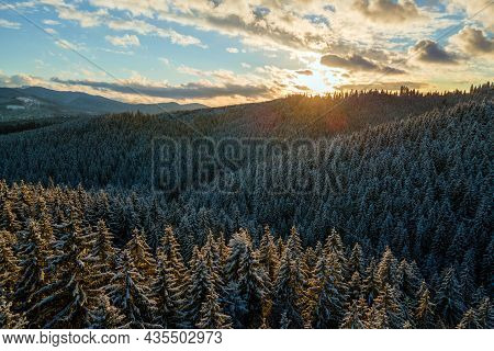 Aerial Winter Landscape With Spruse Trees Of Snow Covered Forest In Cold Mountains In The Evening.