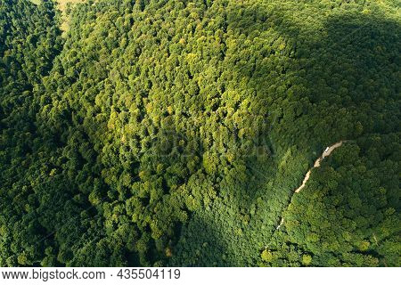 Top Down Flat Aerial View Of Dark Lush Forest With Green Trees Canopies In Summer.