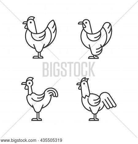 Chicken Breeds Linear Icons Set. Brahma Hen. Transylvanian Chicken. Hen And Rooster. Poultry Farming