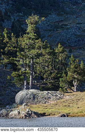 Forest On The Lac Achard Rocky Banks In Chamrousse At The End Of A Summer Day