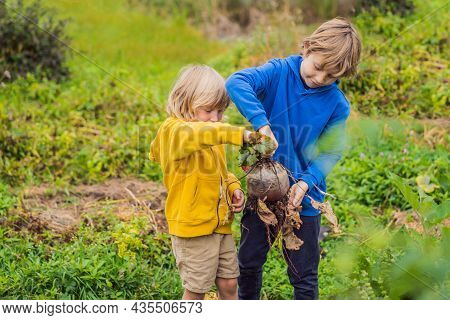The Boys Found A Huge Beet In The Garden. Homeschooling, Natural Education Of Children, Unschooling