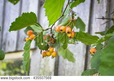 Orange Fruit Of Crataegus Monogyna, On Branch, Known As Hawthorn