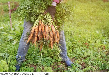 Female Gardener Holds In Her Hands Between Legs A Bunch Of Fresh Dirty Carrots Just Dug Out Of The G