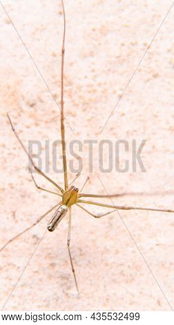 Vertical Shot Of The Top View Of An Orange Spider With Long, Thin Legs Seen During Daytime Under Bri