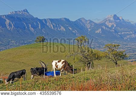 Cows And Old Oak. Perched On Its Hill, In A Private Pasture, The Venerable Oak Of Venon Is 300 Years