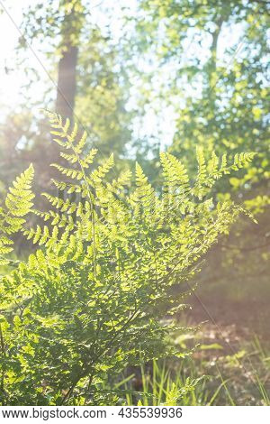 Common Sword Fern, Boston Fern Nephrolepis Exaltata Lomariopsidaceae Indusium. Green Leaves Trees Ha