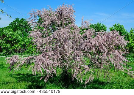 Many Vivid Pink Flowers And Small Buds Of Tamarix, Tamarisk Or Salt Cedar Tree In A Sunny Spring Gar