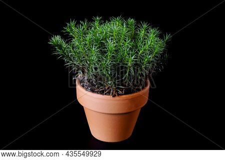 A Peat Moss Polytrichum Commune Grows In A Small Ceramic Flower Pot On A Black Background