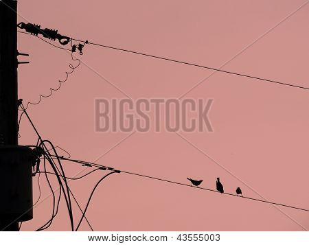Birdie na lince