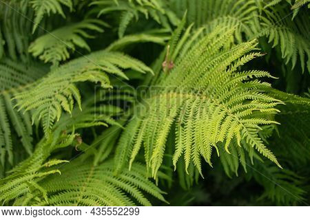 Fern (polypodiophyta) With Green Leaves Texture Background, Plants In A Garden.