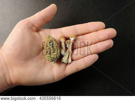 Micro-dosing Concept. Dried Psilocybe Mushroom And Cannabis Bud In Man's Hand On Black Background. P