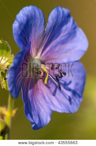 medadow cranesbill - Sardunya pratense çiçek