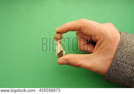 Psilocybe Cubensis Mushrooms In Man's Hand On Green Background. Psilocybin Psychedelic Magic Mushroo