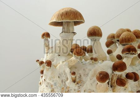 Psychedelic Psilocybin  Mushrooms Golden Teacher On Mycelium Block, Close-up. Psilocybe Cubensis Raw