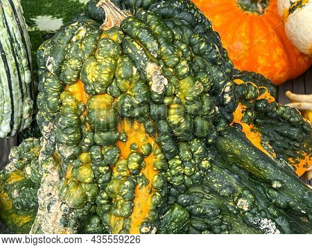 Green Warts On A Pumpkin With Some Other Gourds In The Background
