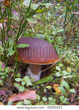 Bianco dei funghi (Boletus edulis)