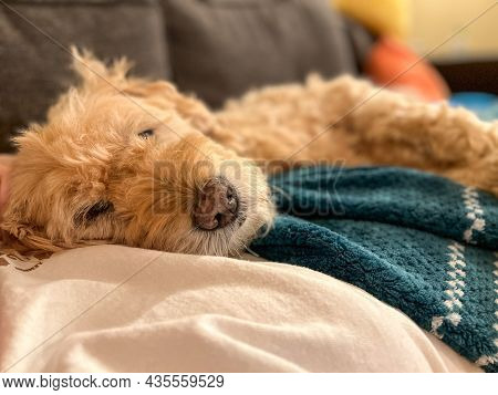 Cute Goldendoodle Dog Having A Nap On Her Human