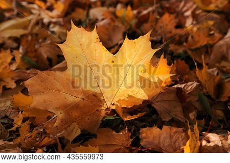 Autumn Leaf Of Maple Tree Glowing In Sunlight, Nature Background