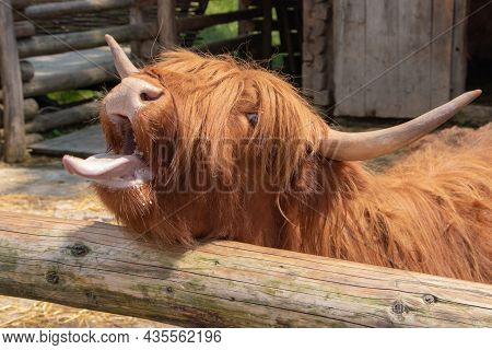Brown Highland Cow In Scotland With Open Mouth.