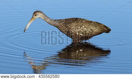 A Limpkin, Aramus Guarauna Standing In Calm Blue Water In A Florida Bay
