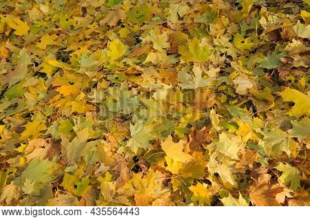 Autumn Bright Yellow Background From Fallen Leaves Of Maple Tree, Natural Texture