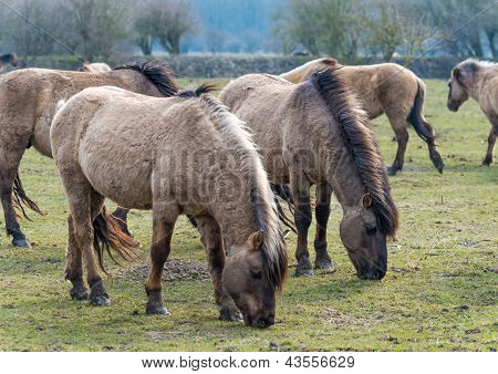 Cavalli konik nella natura in inverno