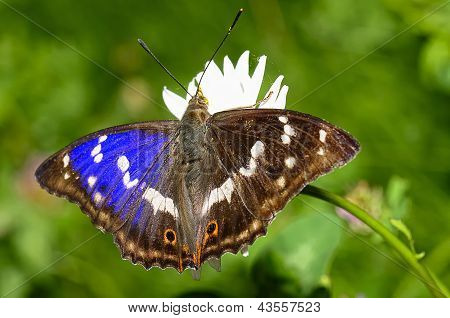 Schmetterling