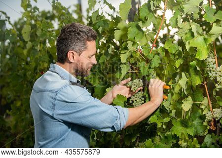 Guy Harvester On Summer Harvest. Enologist With Garden Scissors. Farmer Cut Grapevine.