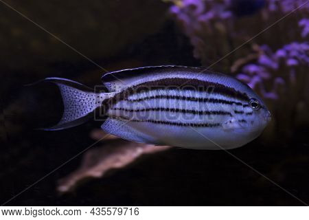 Blackstriped Angelfish, Lamarck's Angelfish (genicanthus Lamarck) In Aquarium.