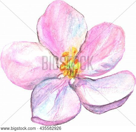 The Drawn Sketch Is A Beautiful Blooming Pink Apple Blossom