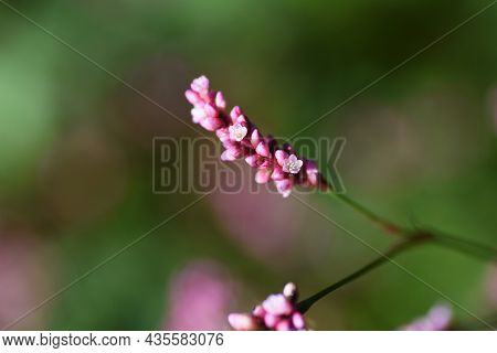 Creeping Smartweed (persicaria Longiseta) Flowers. Polygonaceae Annual Weed.