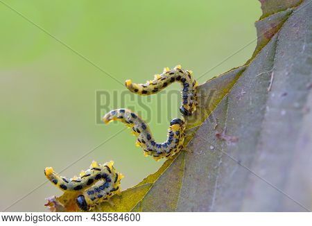 Three Fat Caterpillars Devour One Hazel Leaf. Caterpillars Are Yellow With A Black Head And Black Sp