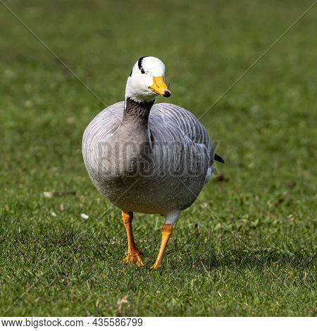 The Bar-headed Goose, Anser Indicus Is A Goose That Breeds In Central Asia In Colonies Of Thousands 
