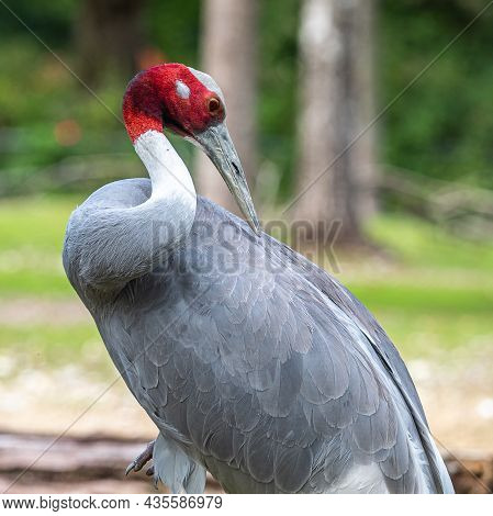 The Sarus Crane, Grus Antigone Is A Large Non-migratory Crane Found In Parts Of The Indian Subcontin