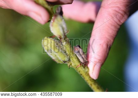 Sesame Cultivation. Pedaliaceae Annual Plants Are Nutritious Vegetables.