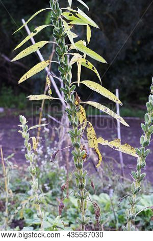 Sesame Cultivation. Pedaliaceae Annual Plants Are Nutritious Vegetables.
