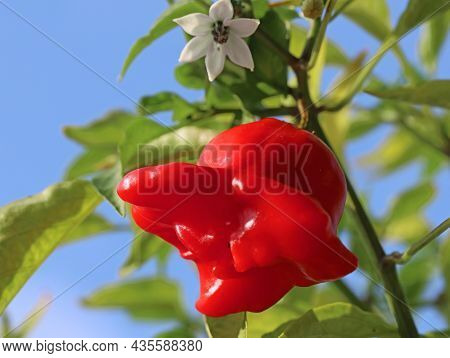 Bishops Crown Chili Pepper, Capsicum Baccatum, On Plant With Blue Sky Background