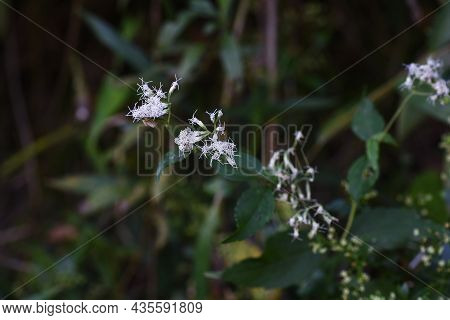 Boneset Flowers. Asteraceae Perennial　plants. Flowering Season August To October.