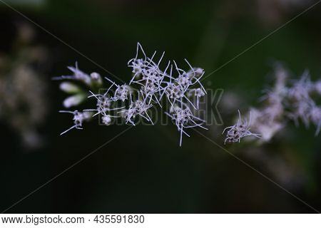 Boneset Flowers. Asteraceae Perennial　plants. Flowering Season August To October.