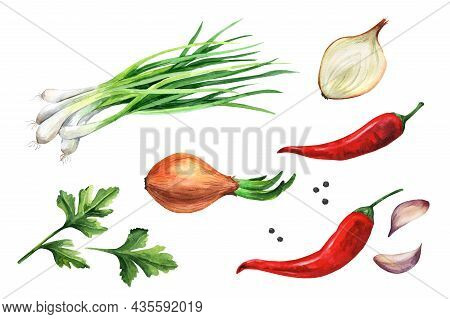Set Of Herbs, Spices -  Garlic, Rosemary, Basil, Parsley, Green Onions. Watercolor Illustration