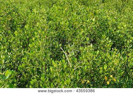 Foresta di mangrovie