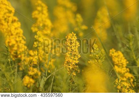 Closeup Of 1 Ladys Bedstraw, Galium Verum, Within A Group Of Plants In The Gard, France