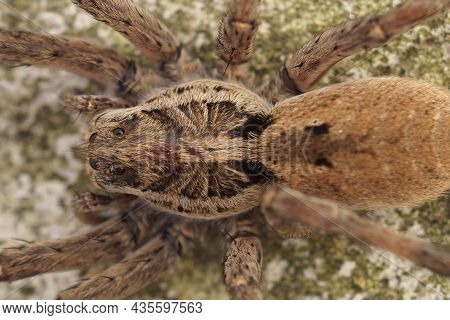 Dorsal Closeup  Of The Biggest European Wolf Psider , Hogna Radiata In Southern France